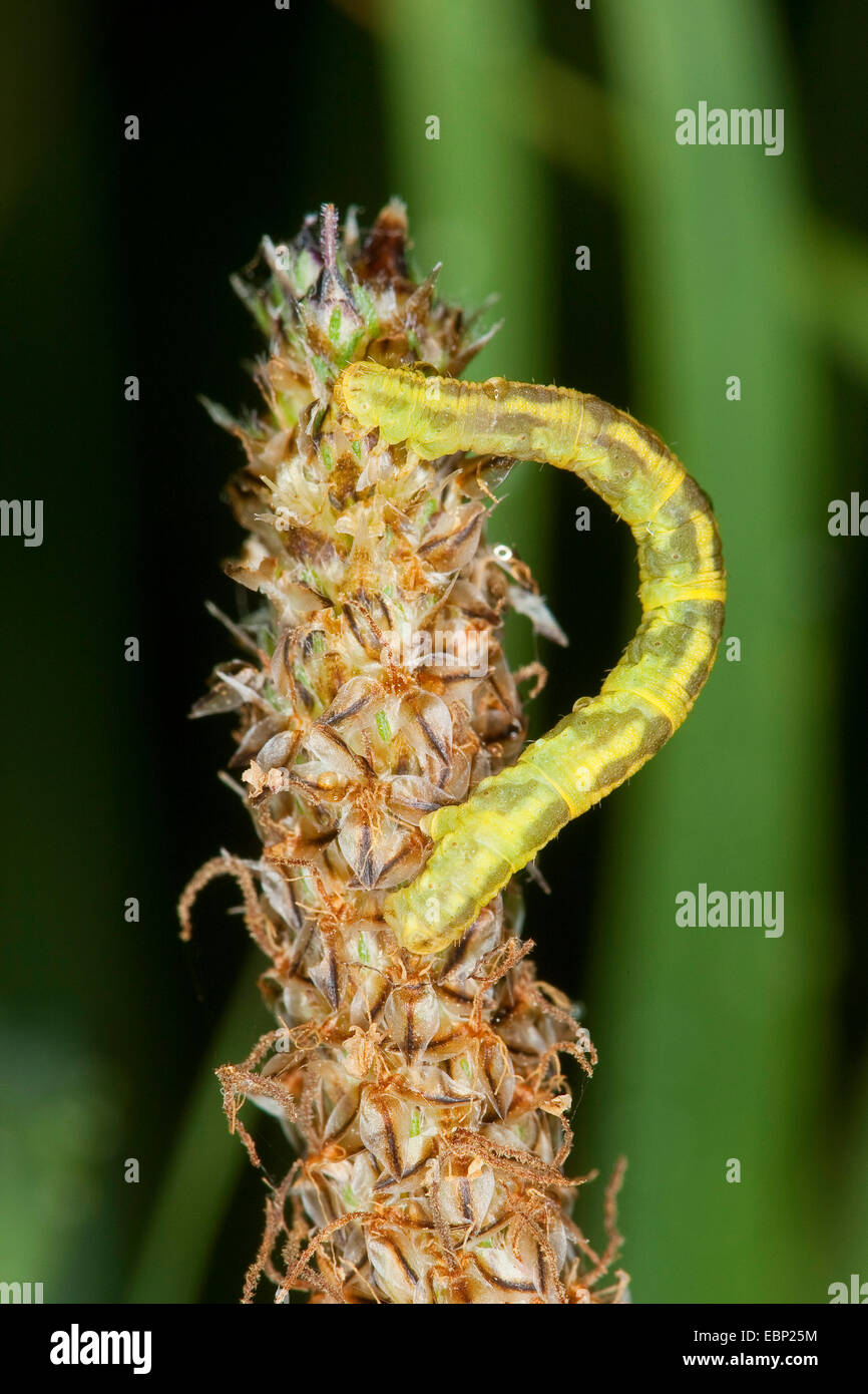 Geometra, falena geometra falene, assenzio Pug (Eupithecia spec., Phalaena spec., Tephroclystia spec.), Caterpillar a un infiorescenza appassiti, Germania Foto Stock