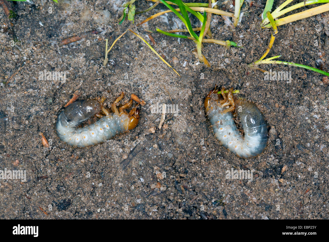 Scarabeo scarabeo, Lamellicorn beetle, Ddung beetle, Chafer (Scarabaeidae) scavato le larve, si nutrono di radici di piante, Germania Foto Stock
