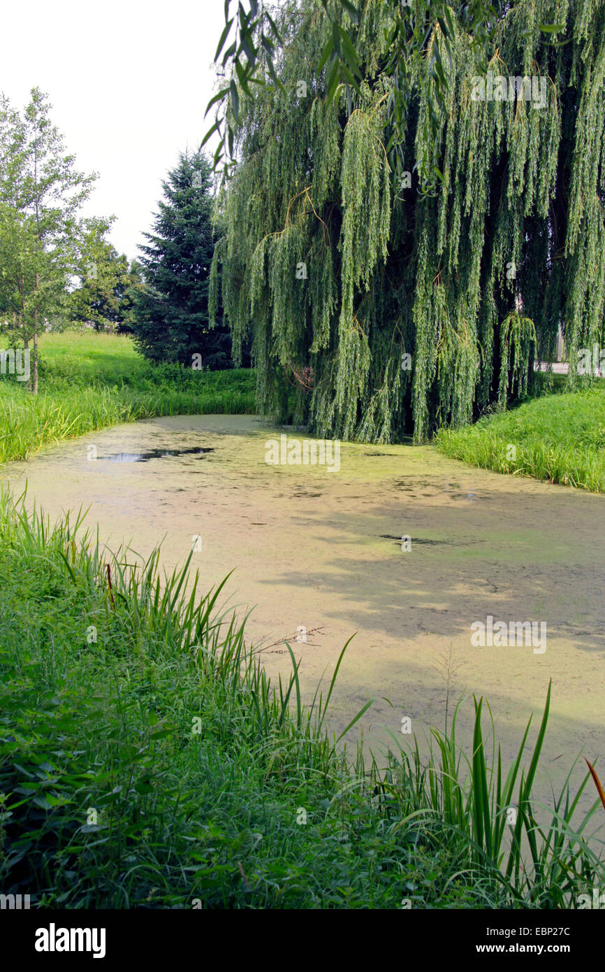 Nana salice grigio (Salix tristis), drain e nano grigio di salice Neukuestrinchen, Germania, Brandeburgo, Oderaue Foto Stock