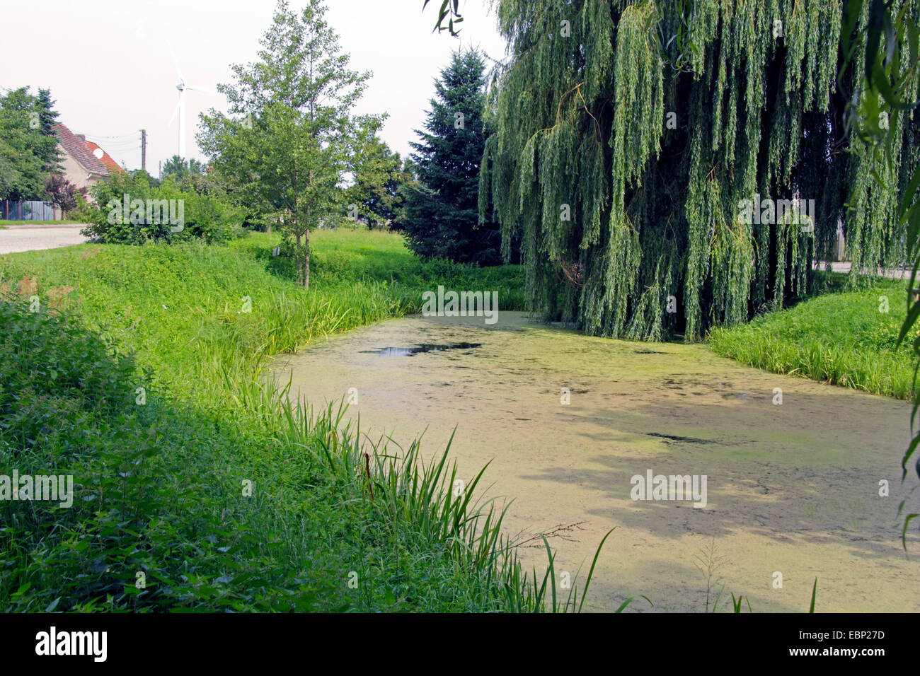 Nana salice grigio (Salix tristis), drain e nano grigio di salice Neukuestrinchen, Germania, Brandeburgo, Oderaue Foto Stock