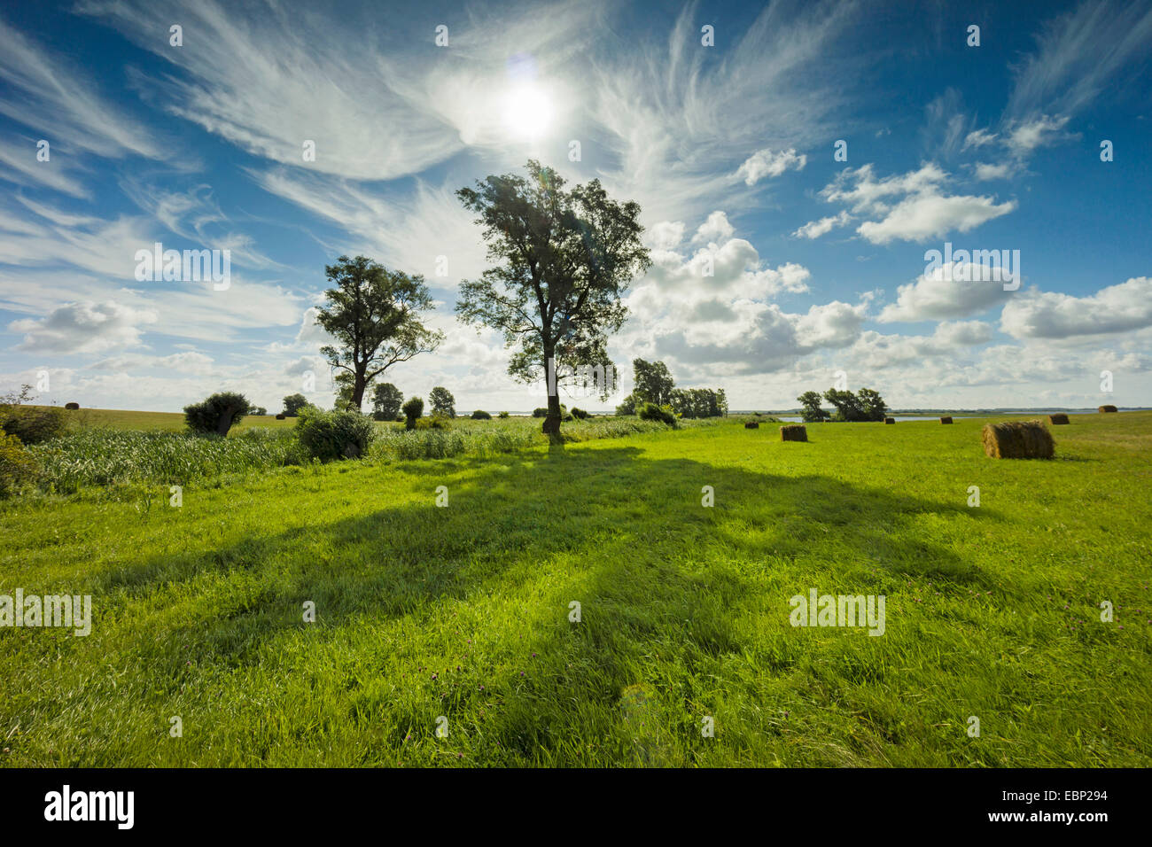 Alberi singoli gettato ombre lunghe in un prato, Germania, Meclemburgo-Pomerania, Mar Baltico, Hiddensee Foto Stock