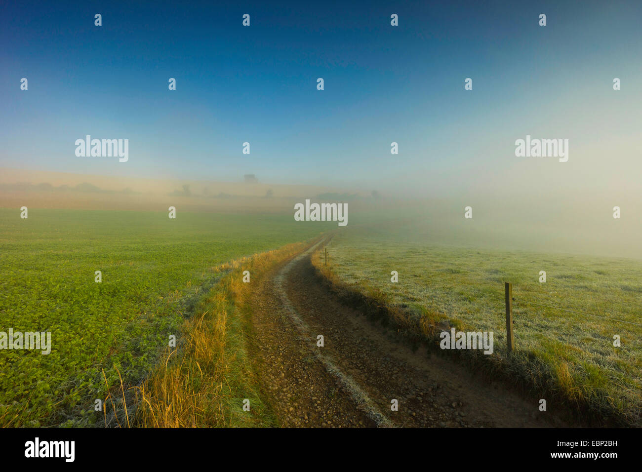 Percorso attraverso un prato in mist, in Germania, in Sassonia, Vogtland Foto Stock