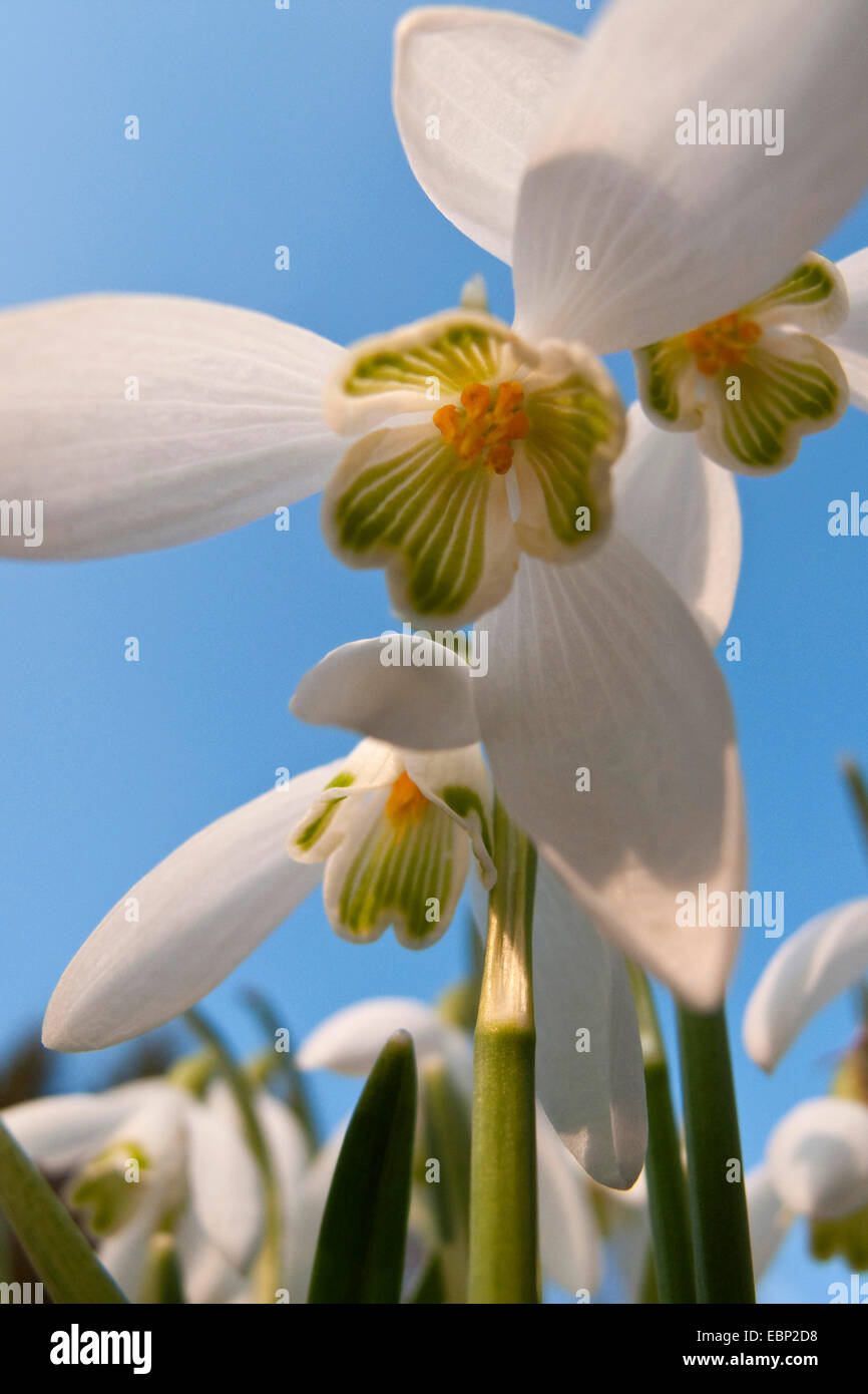 Comune (snowdrop Galanthus nivalis), fiori dal di sotto, in Germania, in Renania Palatinato Foto Stock