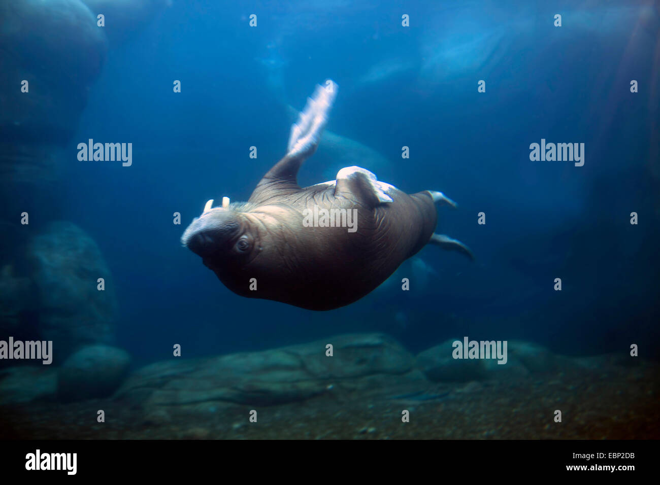 Tricheco (Odobenus rosmarus), nuoto dorso sotto l'acqua Foto Stock