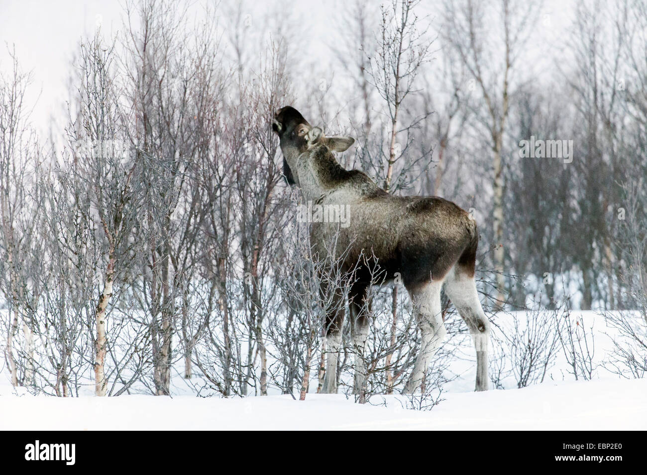Elk, alci europea (Alces alces alces), mangiare alci in inverno, Norvegia, Troms Foto Stock