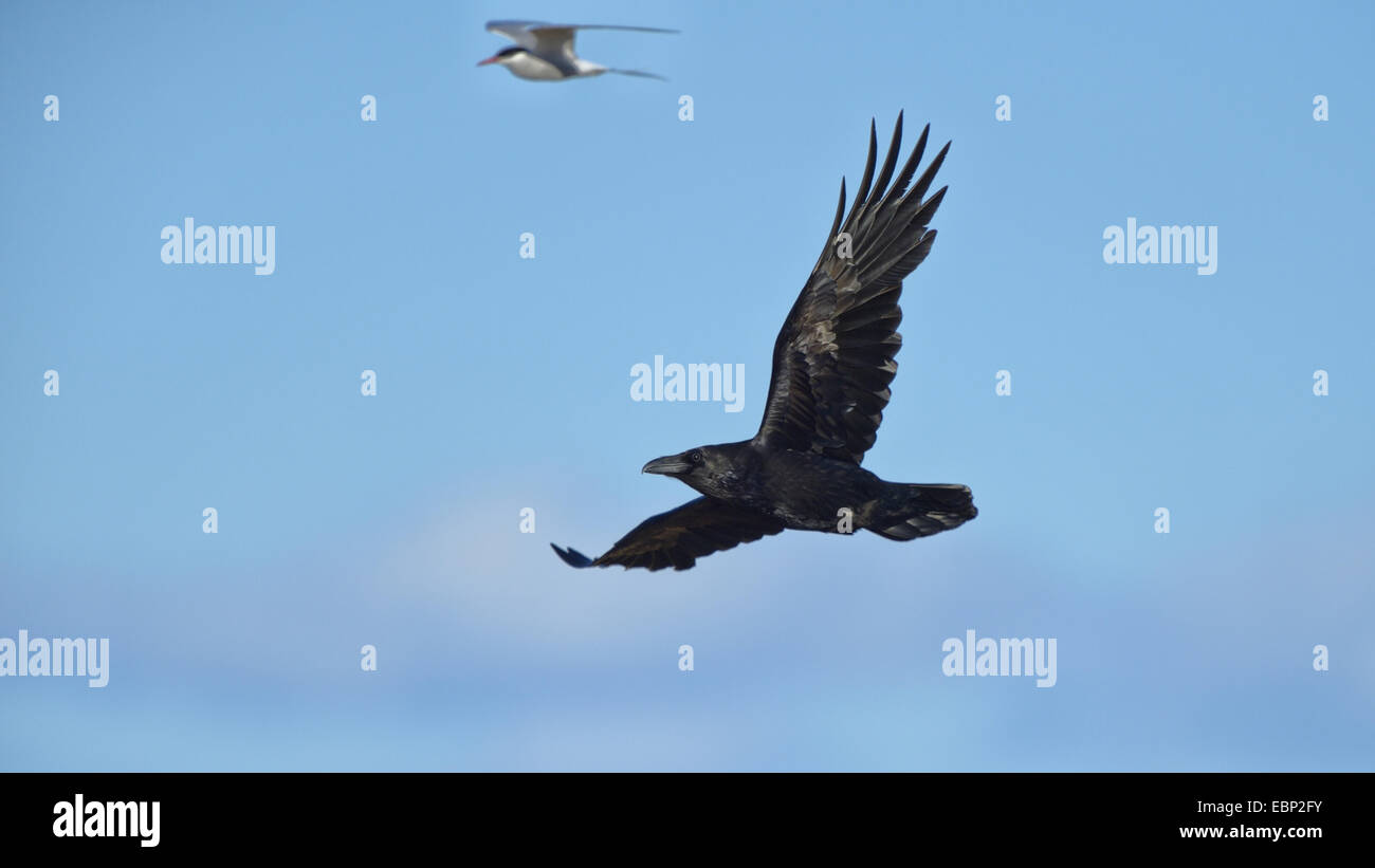Comune di corvo imperiale (Corvus corax), flying raven beeing attaccato da un arctic Tern (sterna paradisaea), Islanda Foto Stock