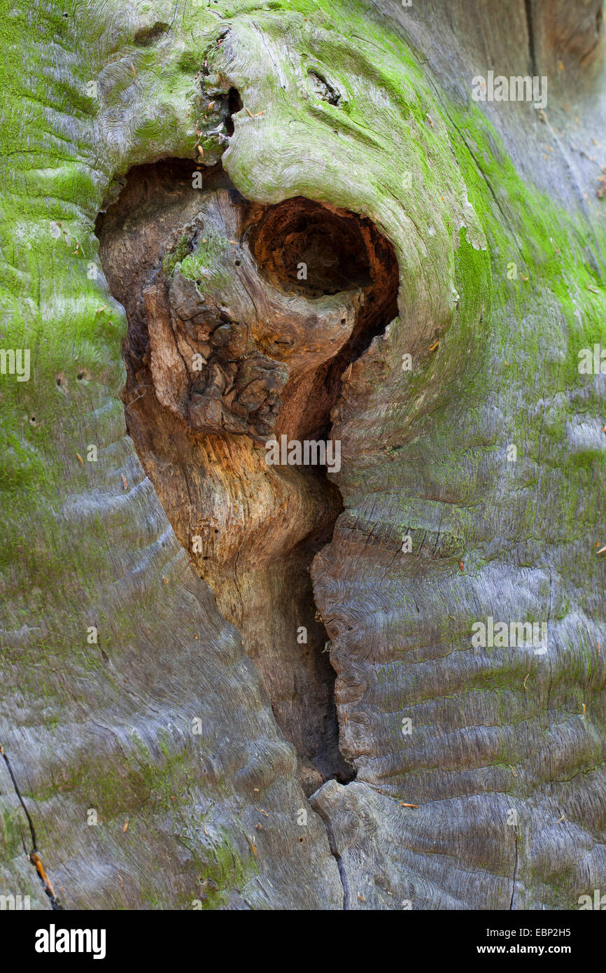 Albero con un cuore, a forma di cuore, cuoriformi, tronco, lo stelo tronco di albero, Germania Foto Stock