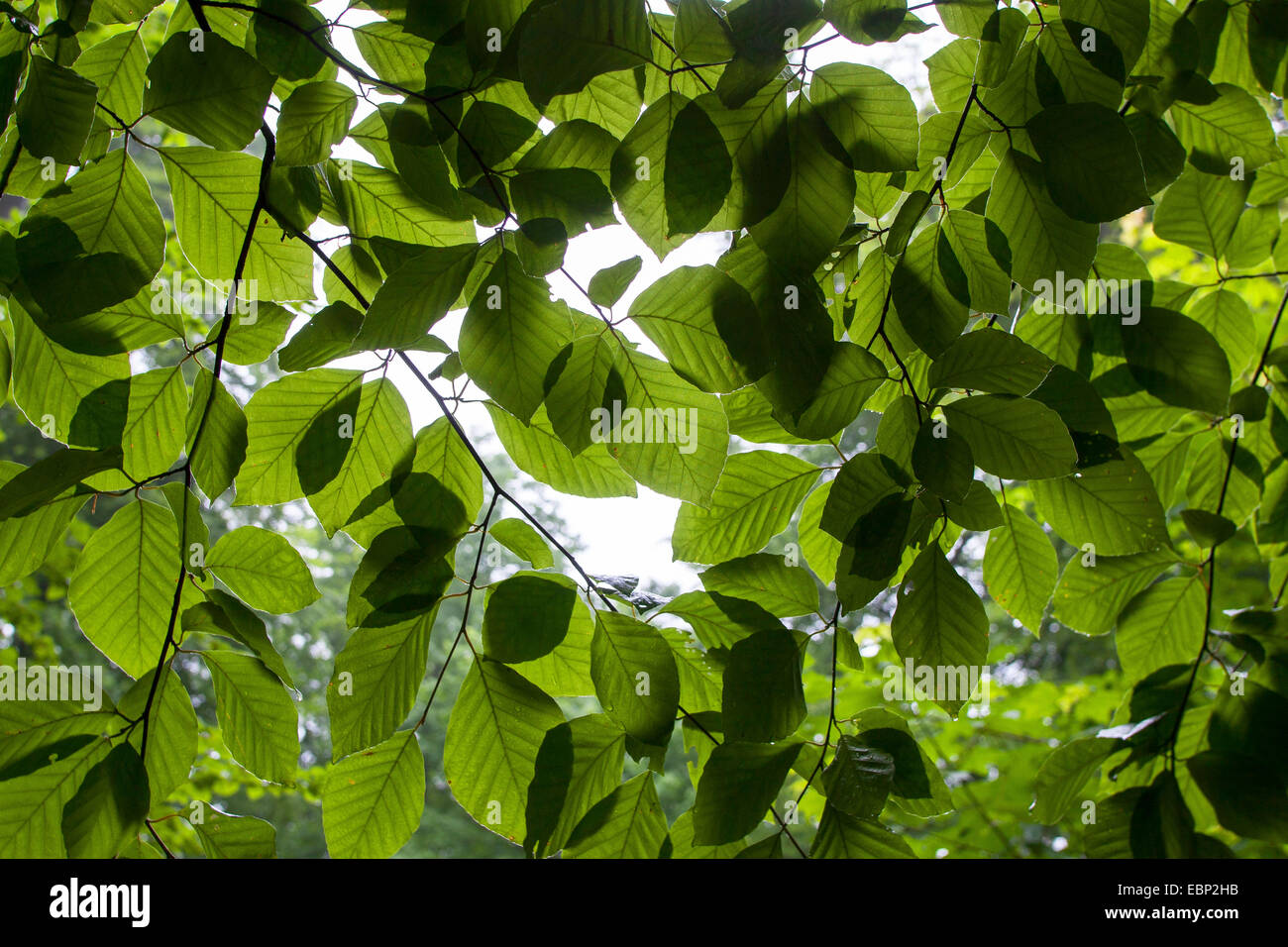 Comune di faggio (Fagus sylvatica), ramoscelli con foglie in controluce, Germania Foto Stock
