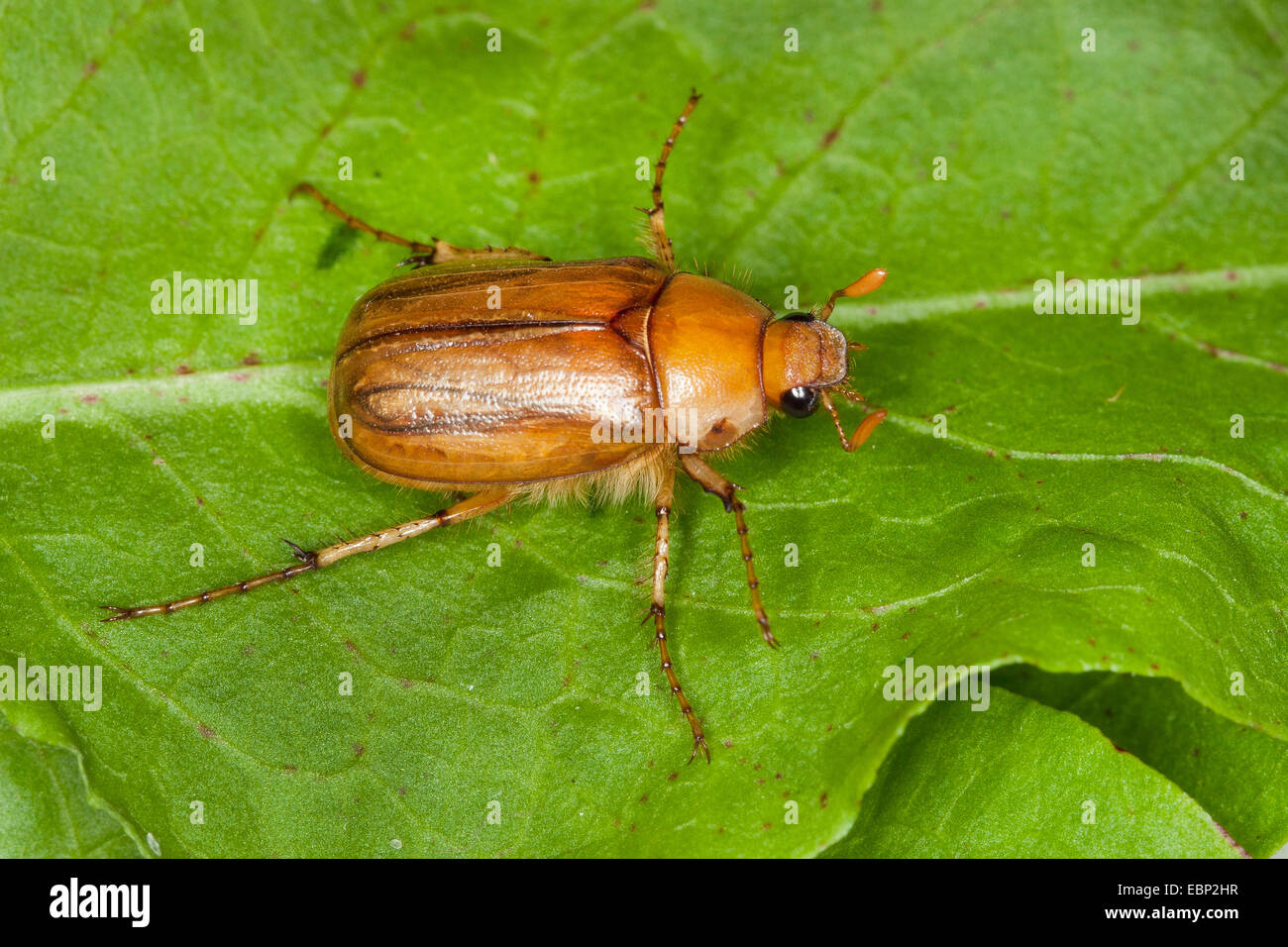 Giugno bug (Rhizotrogus aestivus), su una foglia, Germania Foto Stock