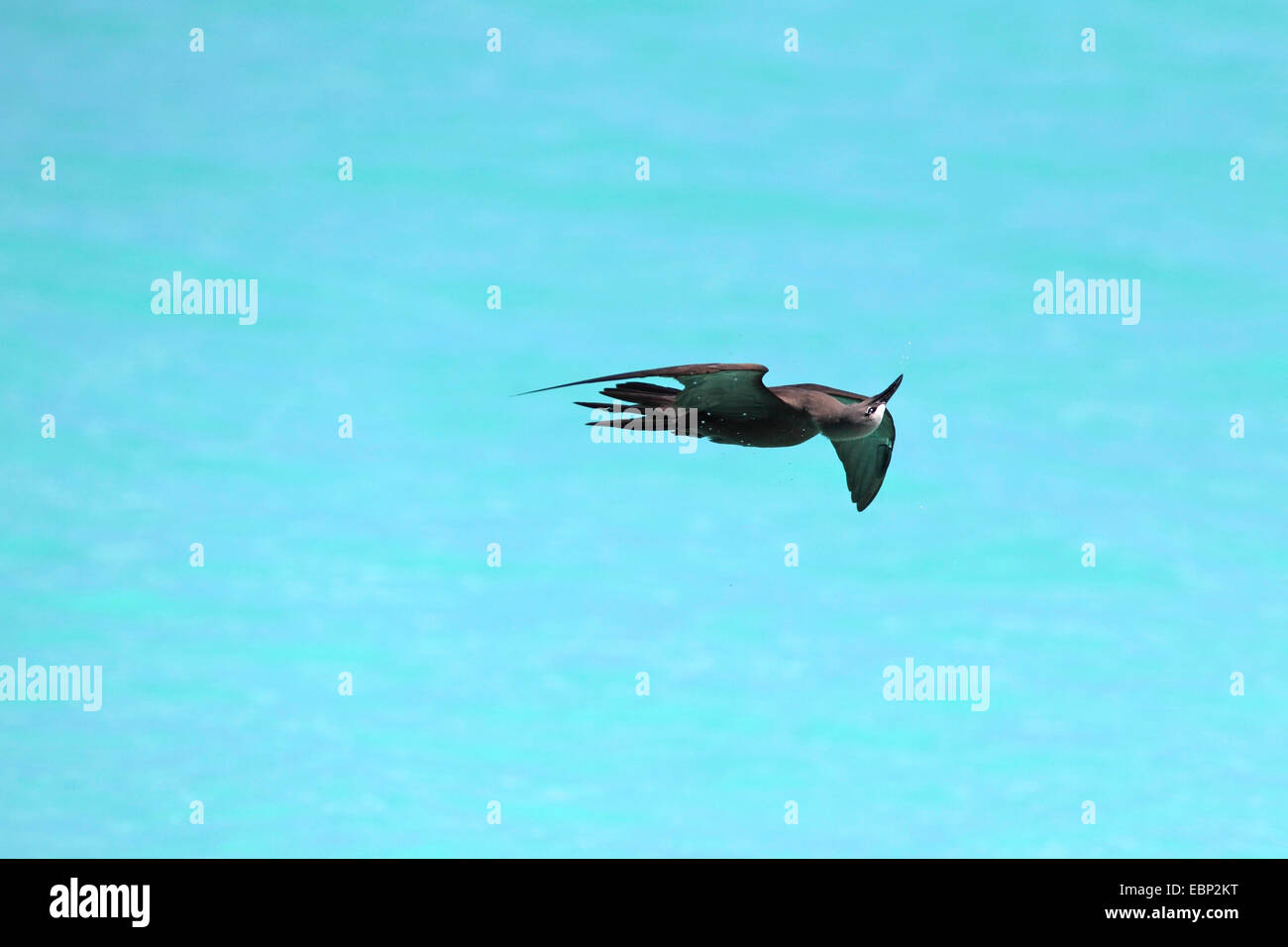 Noddy comune, Noddy marrone (Anous stolidus) volando sul retro, Seychelles, Bird Island Foto Stock