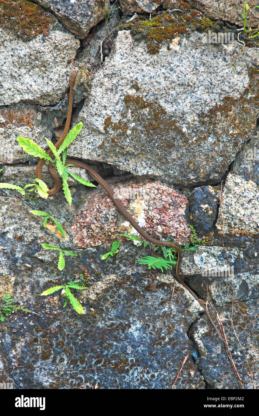 Seychelles house snake (Lamprophis, geometricus geometricus Boaedon), tra rocce, Seychelles, Mahe, Morne Seychellois National Park Foto Stock