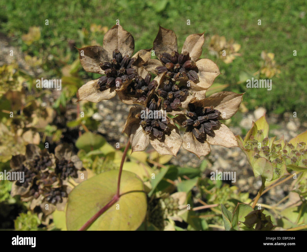 Accurata-cera, round-leaf thorowax (Bupleurum rotundifolium), la fruttificazione, Germania Foto Stock