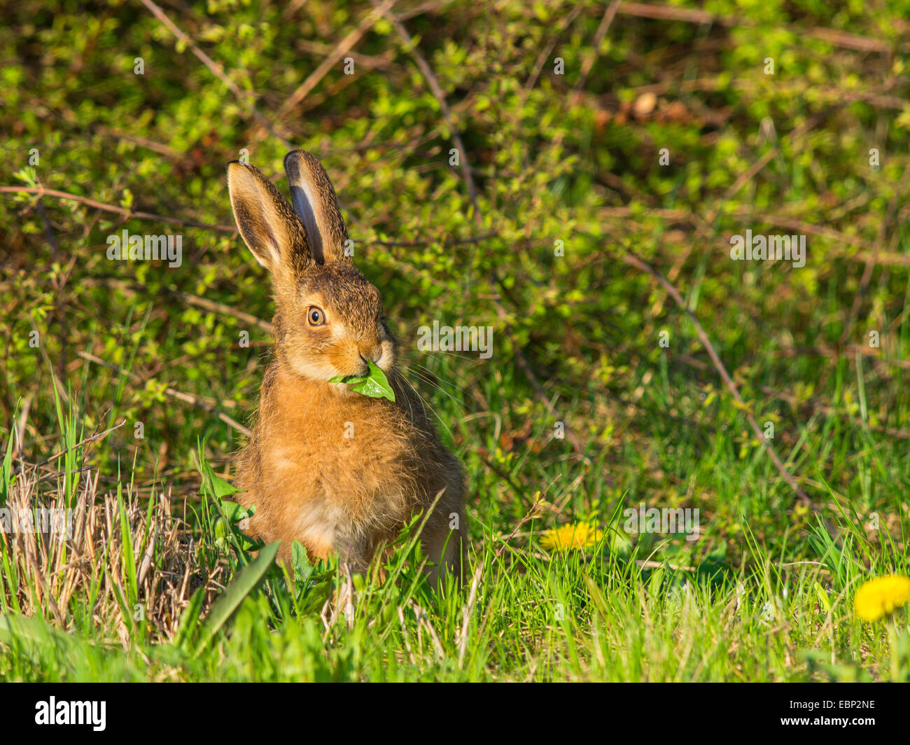 Lepre europea, Marrone lepre (Lepus europaeus), giovane Brown lepre mangiare le foglie di tarassaco, Germania Foto Stock