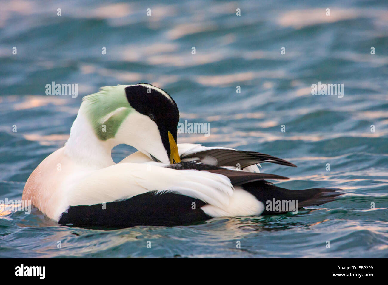 Eider comune (Somateria mollissima), piscina maschio sul mare e di prendersi cura del piumaggio, Norvegia Trondheim Foto Stock