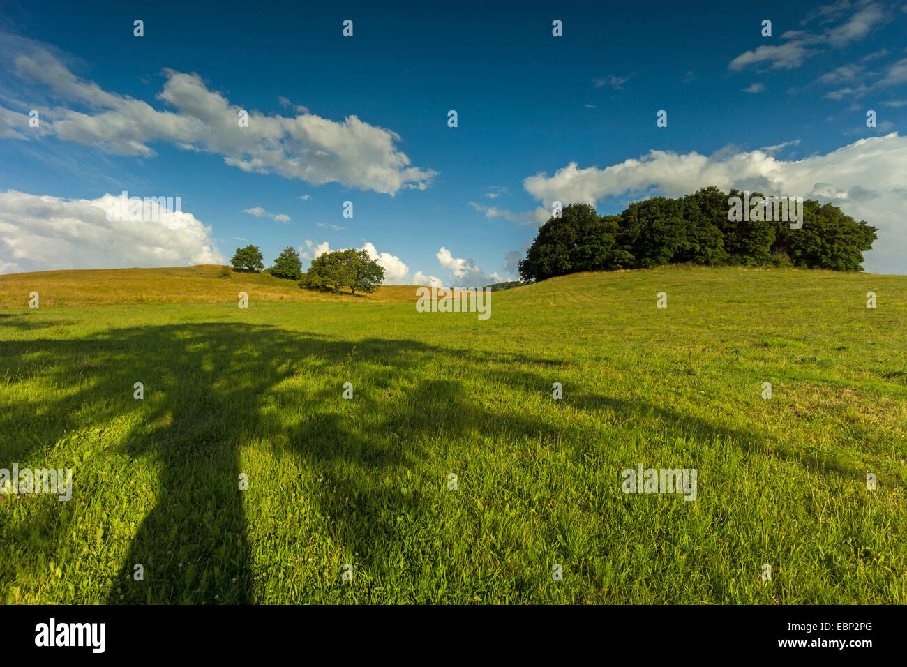 Lunghe ombre in un prato, Germania, Meclemburgo-Pomerania, Hiddensee Foto Stock