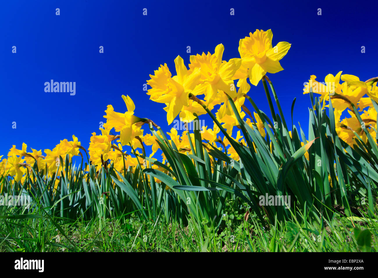 Daffodil (Narcissus spec.), in un prato Foto Stock