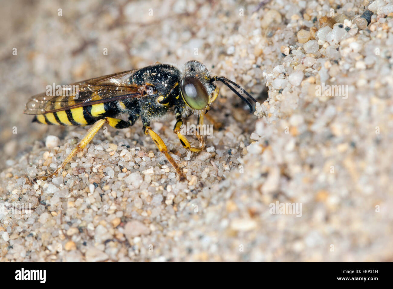 Sabbia wasp (Bembix oculata), in corrispondenza della sua den nella sabbia Foto Stock