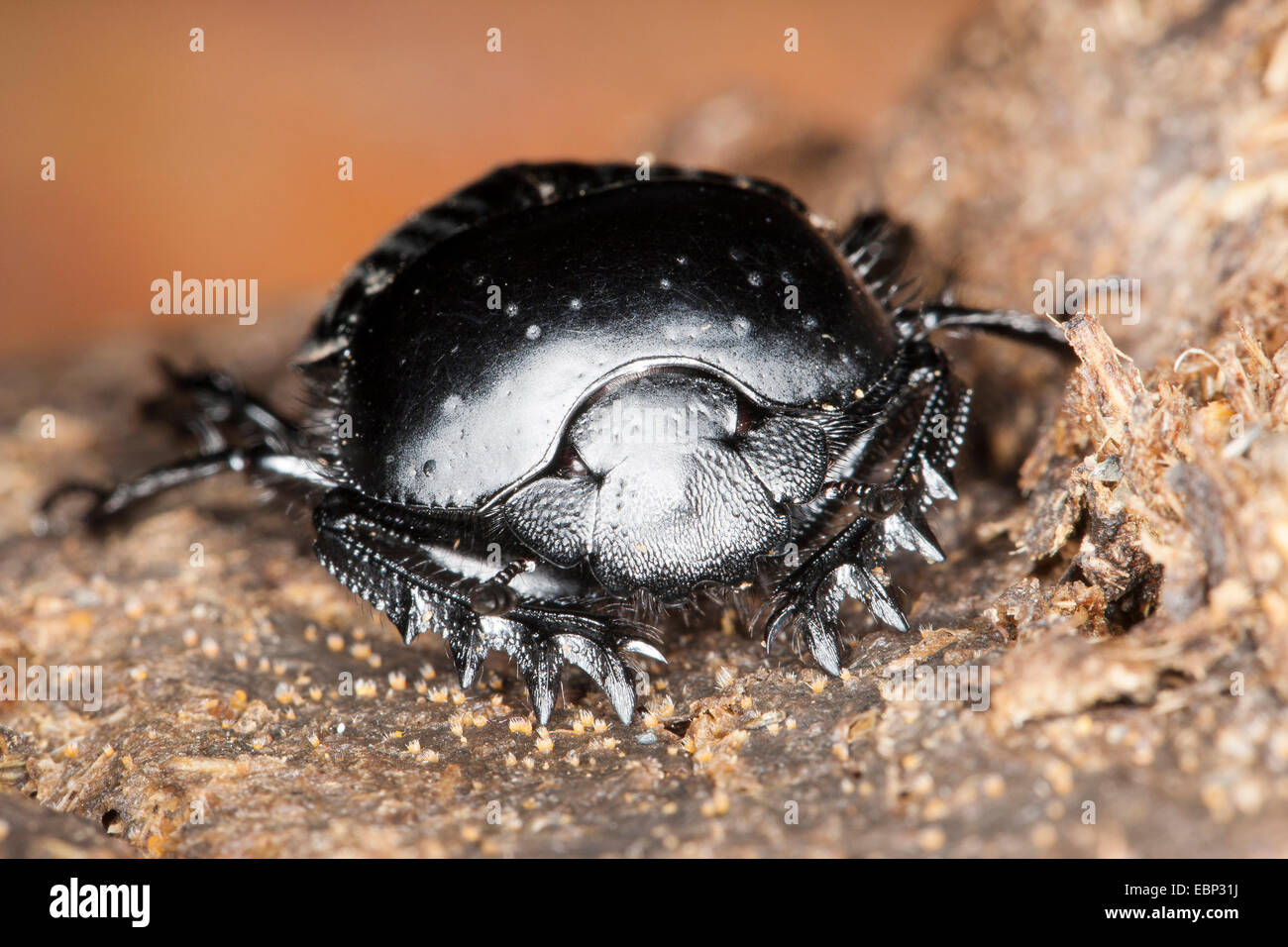 Scarabeo dung beetle, Dung beetle (Scarabaeus laticollis, Ateuchetus laticollis), vista frontale, Francia, Corsica Foto Stock