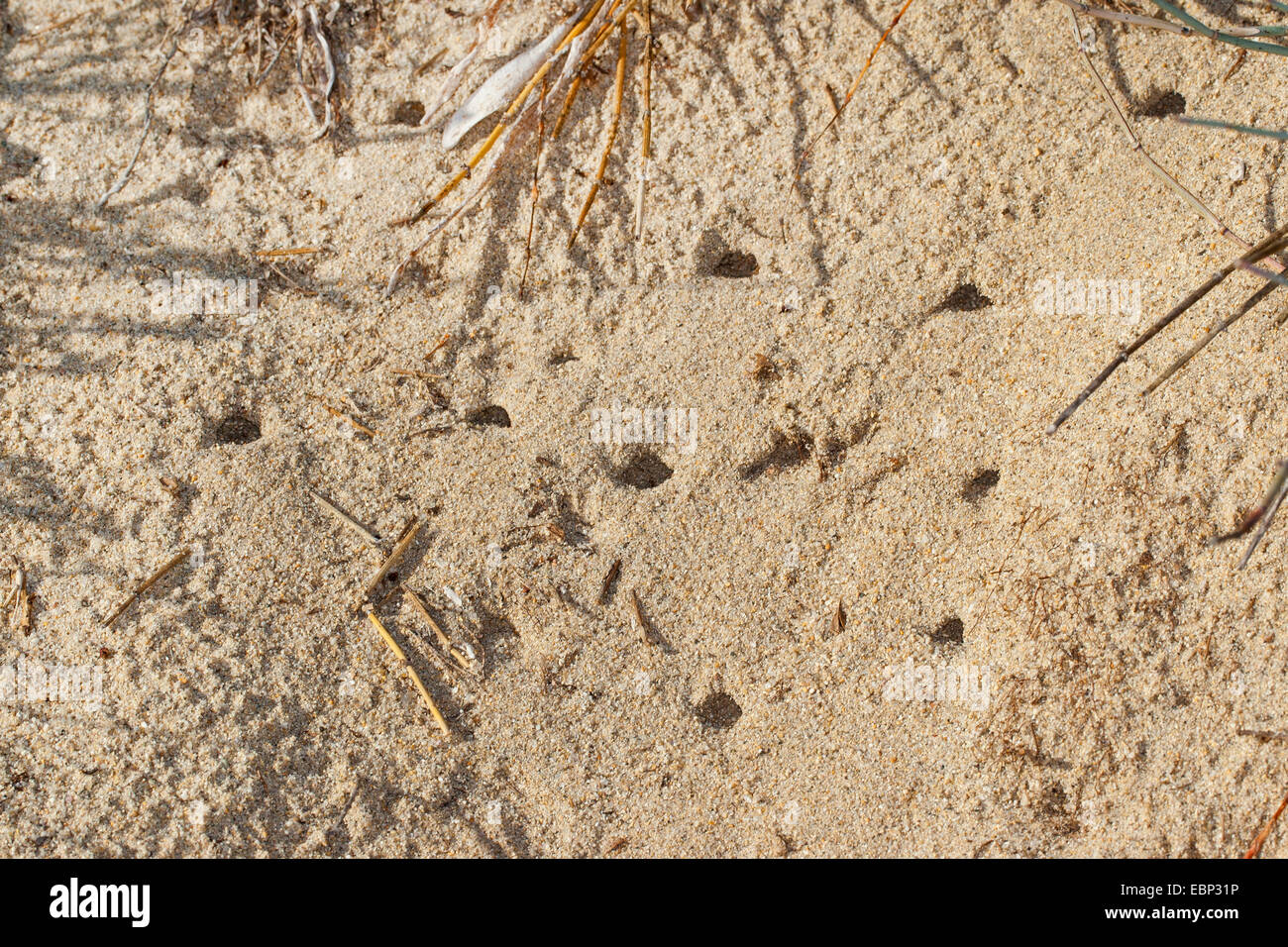 Sabbia wasp (Bembix oculata), Colonia come tane nella sabbia Foto Stock