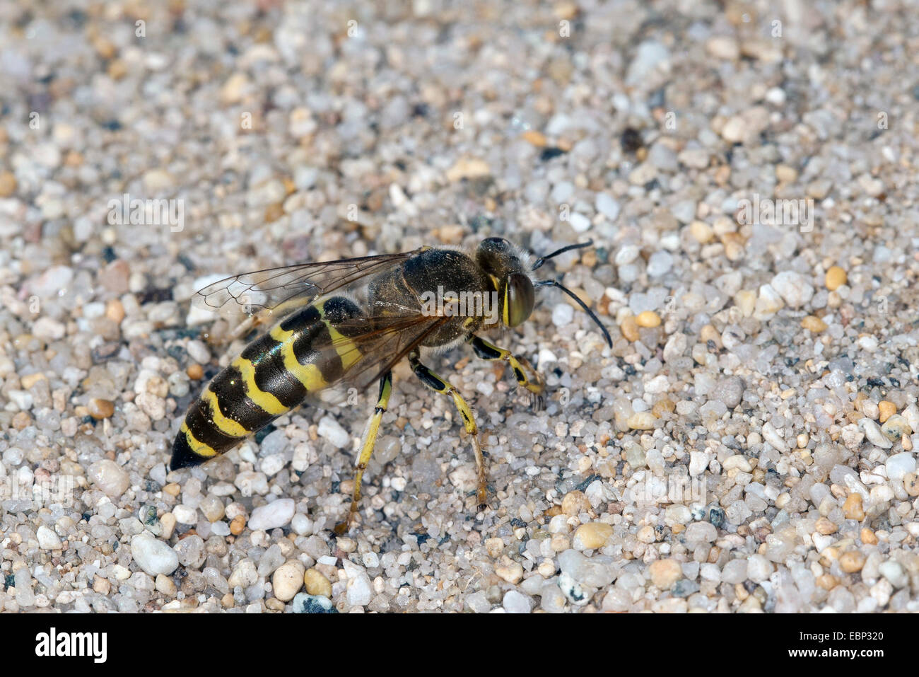 Sabbia wasp (Bembix oculata), Femmina a sua tana nella sabbia Foto Stock