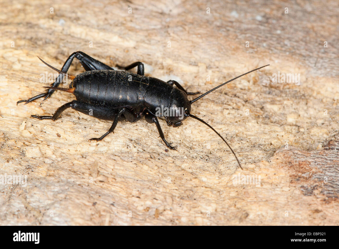 Steppa cricket, deserto cricket (Melanogryllus desertus, Acheta desertus), maschio Foto Stock