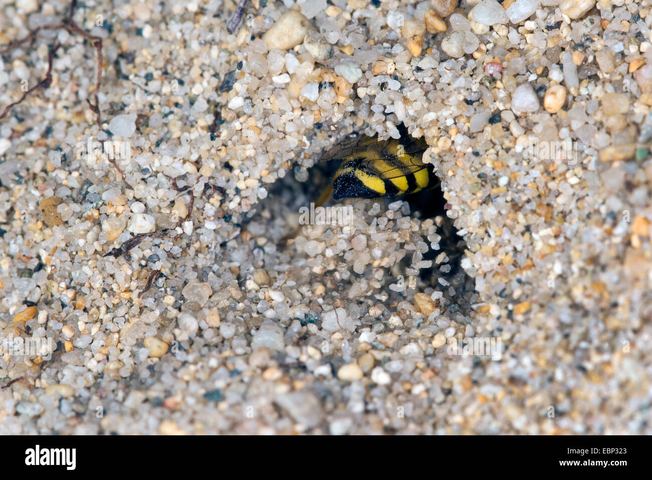 Sabbia wasp (Bembix oculata), didding sabbia al di fuori della sua tana Foto Stock