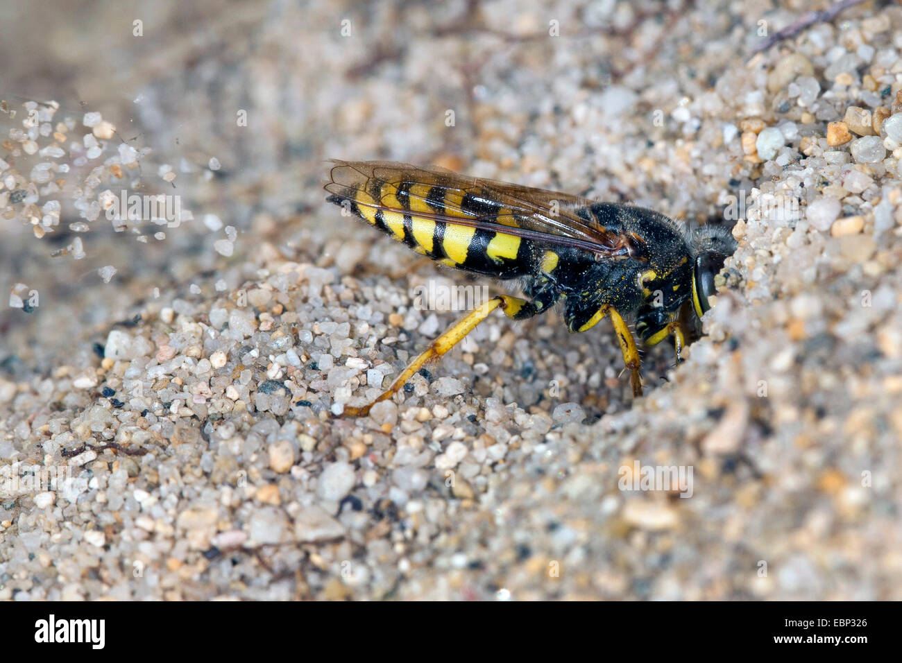 Sabbia wasp (Bembix oculata), la sabbia di scavo al di fuori della sua tana Foto Stock