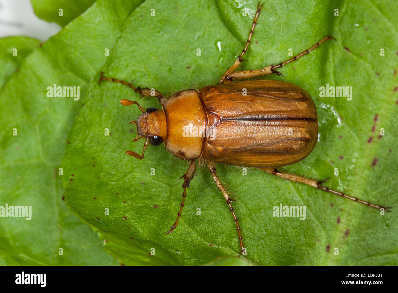 Giugno bug (Rhizotrogus aestivus), su una foglia, Germania Foto Stock