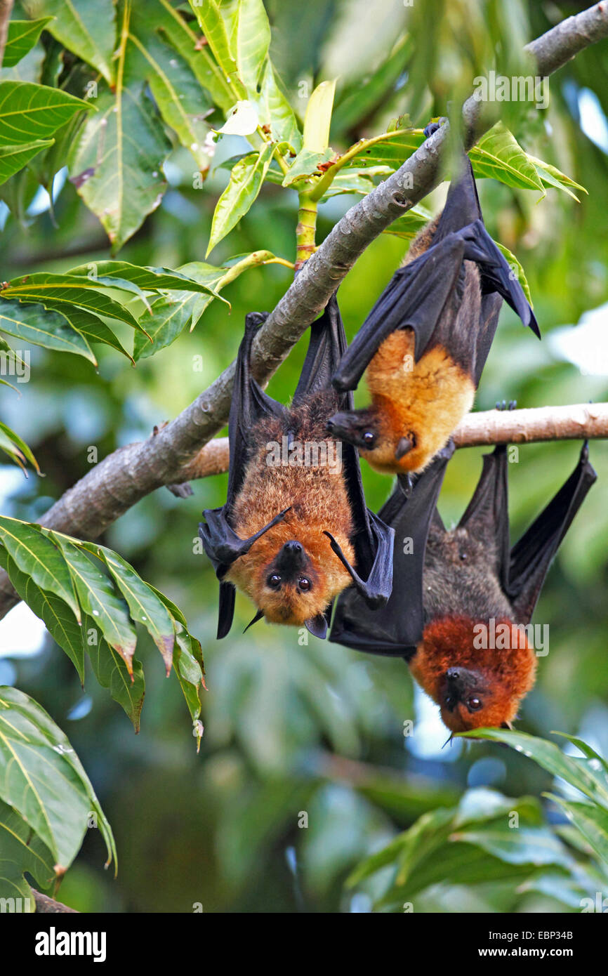 Seychelles flying fox, frutto delle seychelles bat (Pteropus seychellensis), tre pipistrelli della frutta appesi insieme in una struttura ad albero, Seychelles, Mahe Foto Stock