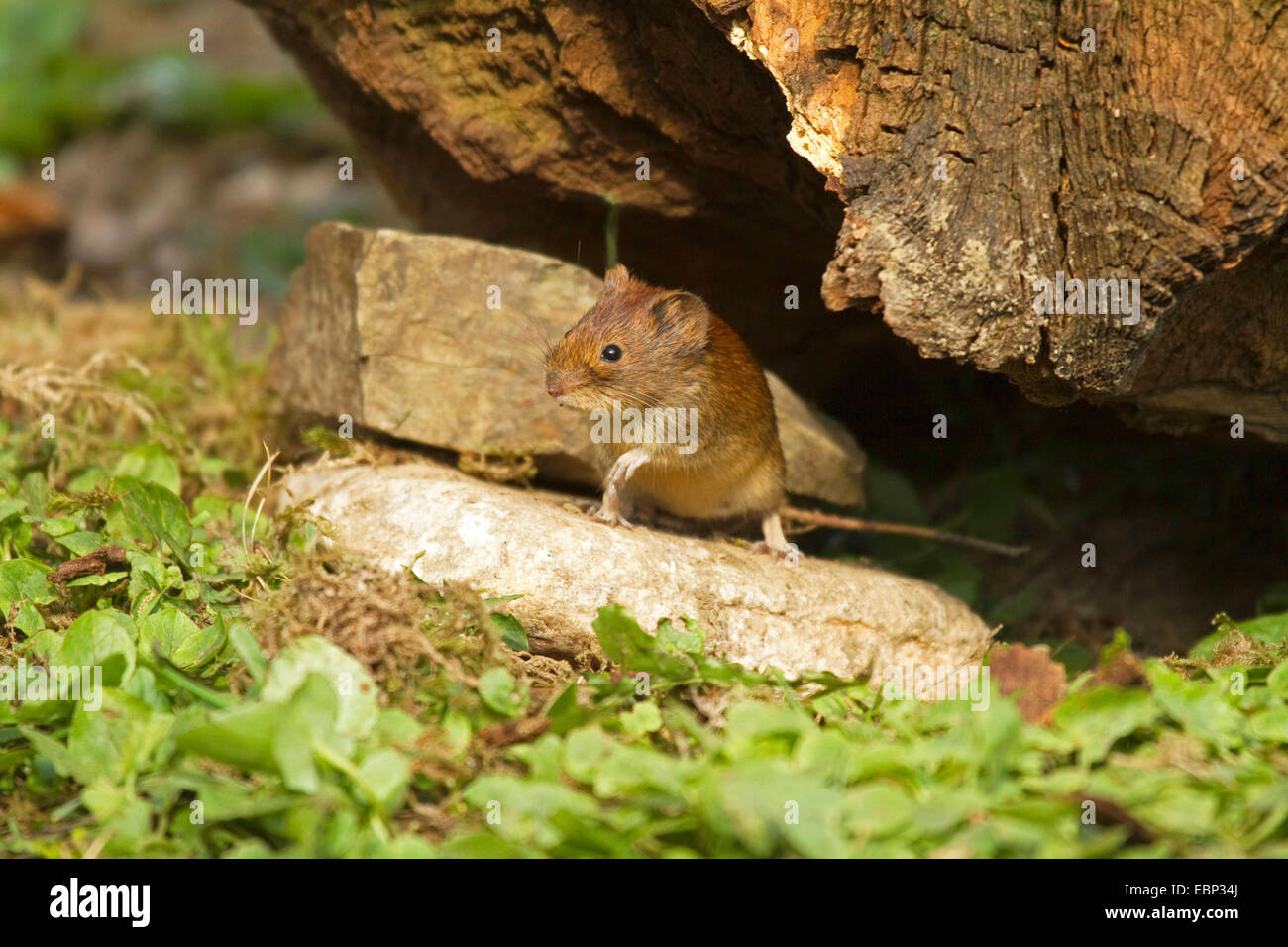 Bank vole (Clethrionomys glareolus, Myodes glareolus), venendo fuori un ritiro, in Germania, in Renania settentrionale-Vestfalia Foto Stock