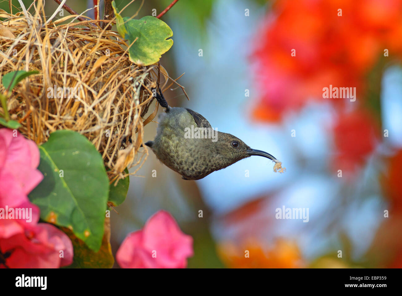Seychelles Sunbird (Cinnyris dussumieri), femmina con materiale di nidificazione al nido, Seychelles, Mahe Foto Stock