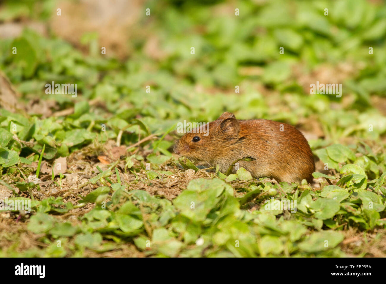 Bank vole (Clethrionomys glareolus, Myodes glareolus), mangiare, in Germania, in Renania settentrionale-Vestfalia Foto Stock