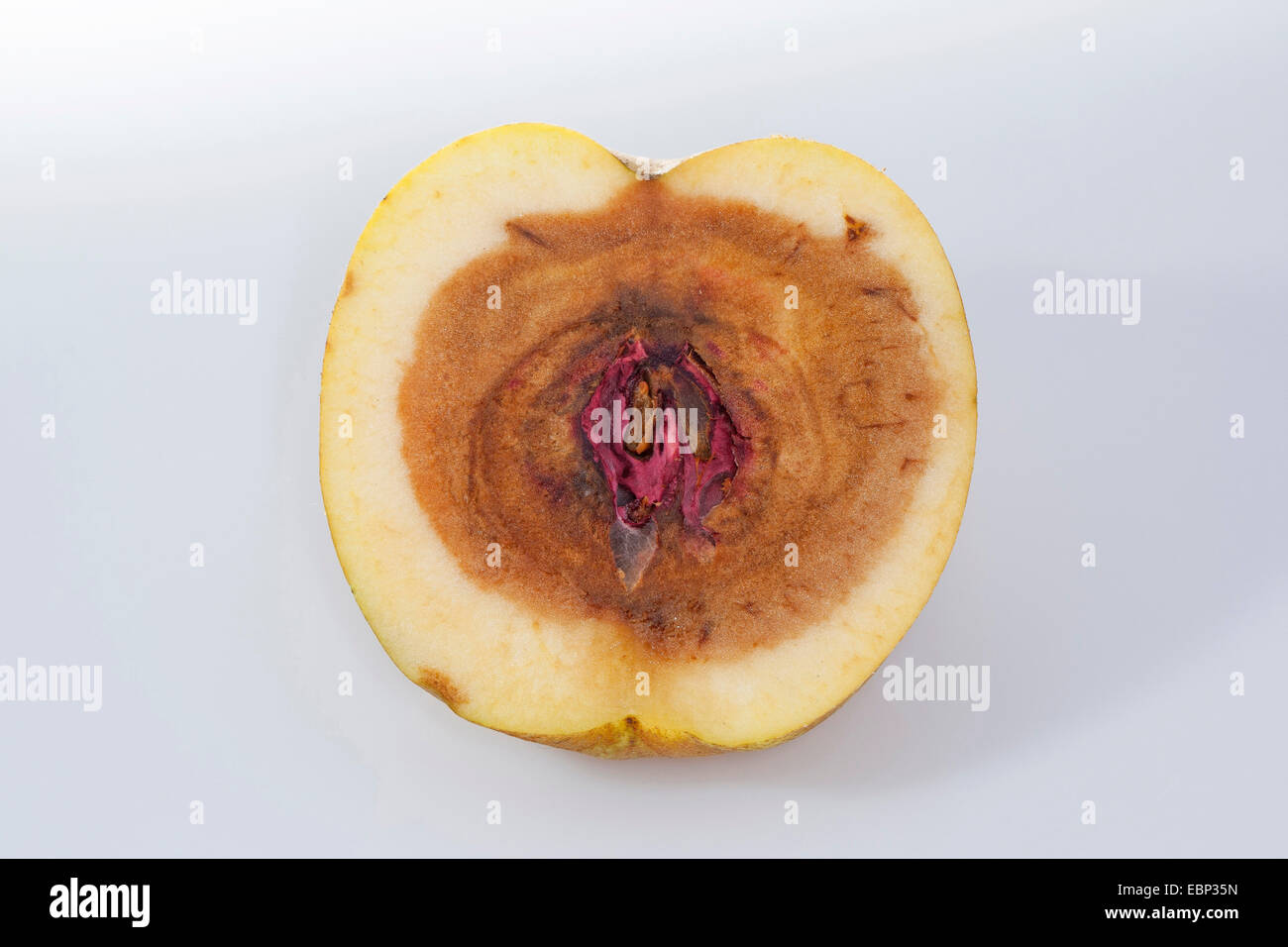 Apple (malus domestica), Apple con nucleo di marcio, causata da Fusarium Foto Stock