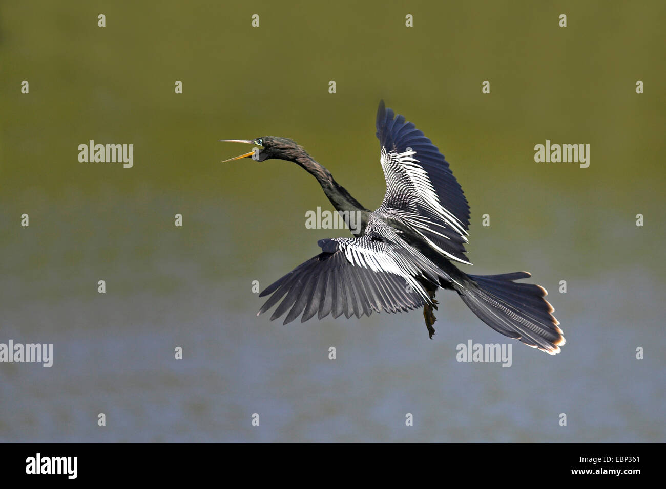 American darter (Anhinga anhinga), flying maschio, STATI UNITI D'AMERICA, Florida, Sud Venezia Foto Stock