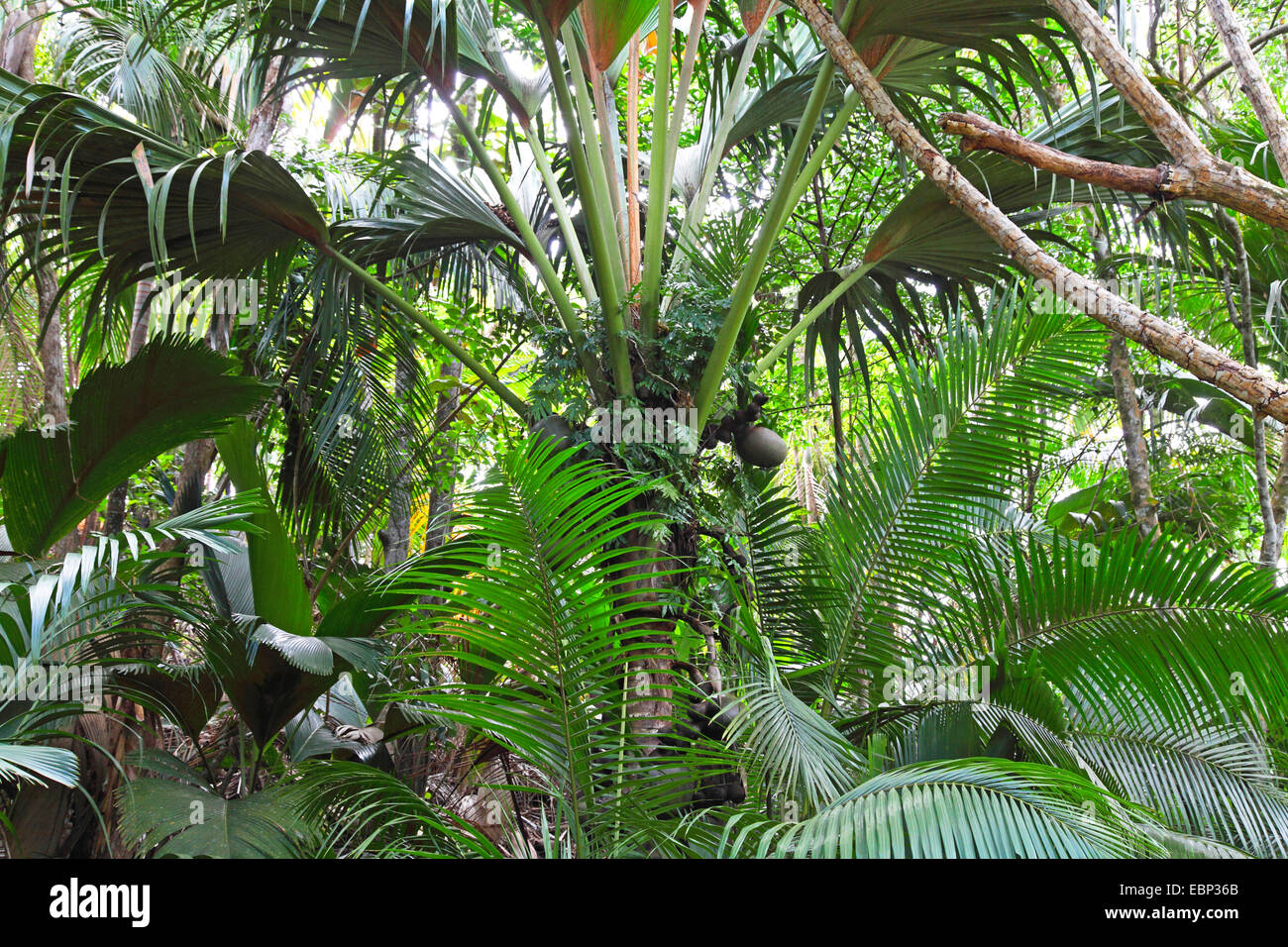 Il coco de mer, doppia (cocco Lodoicea maldivica), Palm tree con frutti, Seychelles, Valle de Mai Nationalpark, Praslin Foto Stock