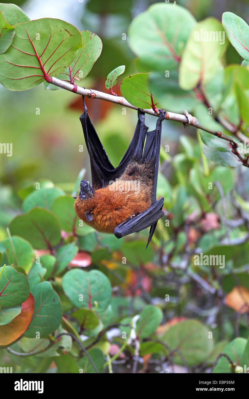 Seychelles flying fox, frutto delle seychelles bat (Pteropus seychellensis), arrampicata in un albero, Seychelles, Mahe Foto Stock