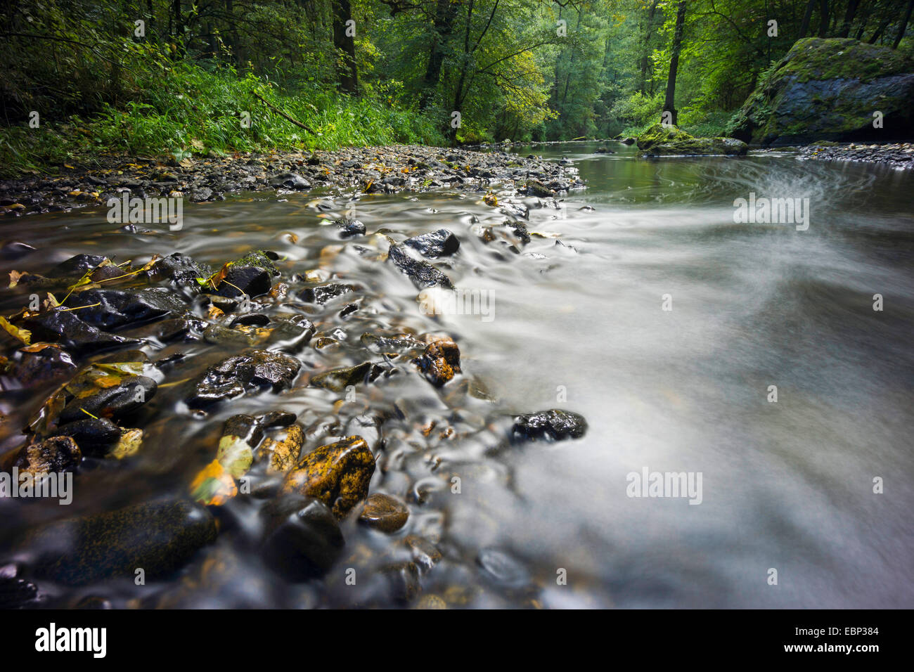 Weisse Elster Creek, in Germania, in Sassonia, Triebtal Foto Stock