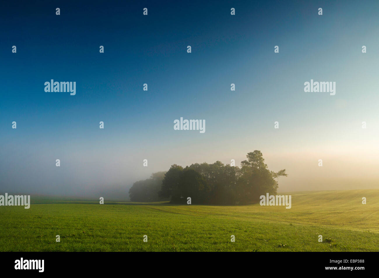 Grove nel campo paesaggio nella nebbia mattutina, in Germania, in Sassonia, Vogtland Foto Stock