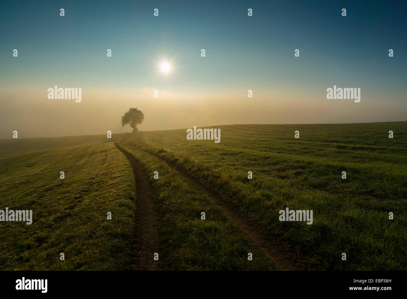 Albero singolo su un campo nella nebbia mattutina di sunrise, in Germania, in Sassonia, Vogtland Foto Stock