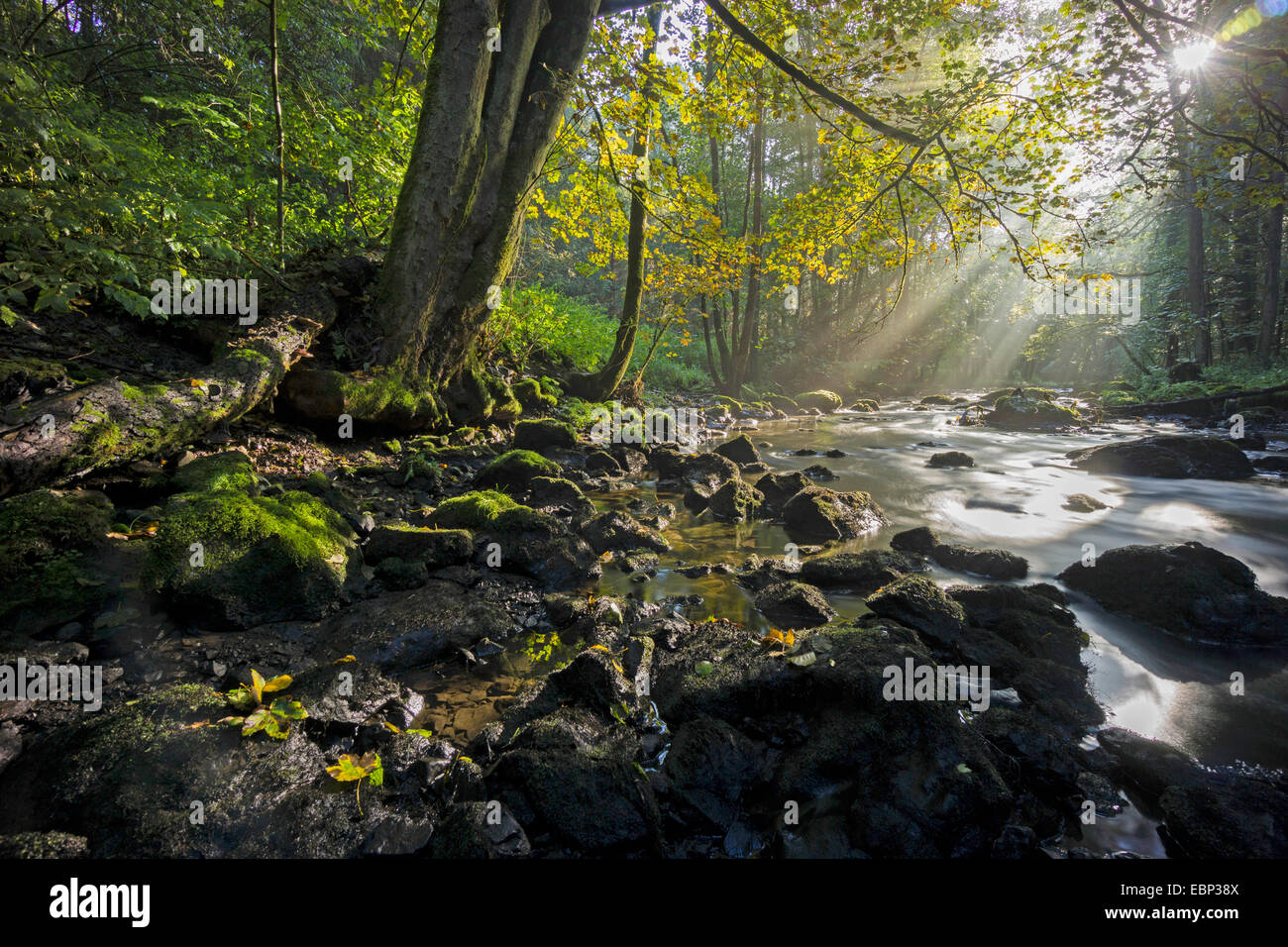 Weisse Elster creek in autunno, in Germania, in Sassonia, Triebtal Foto Stock
