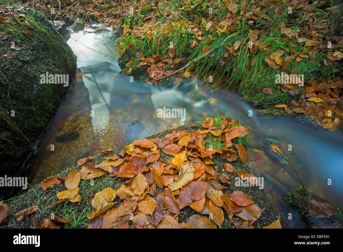 Weisse Elster creek in autunno, in Germania, in Sassonia, Vogtland, Triebtal Foto Stock