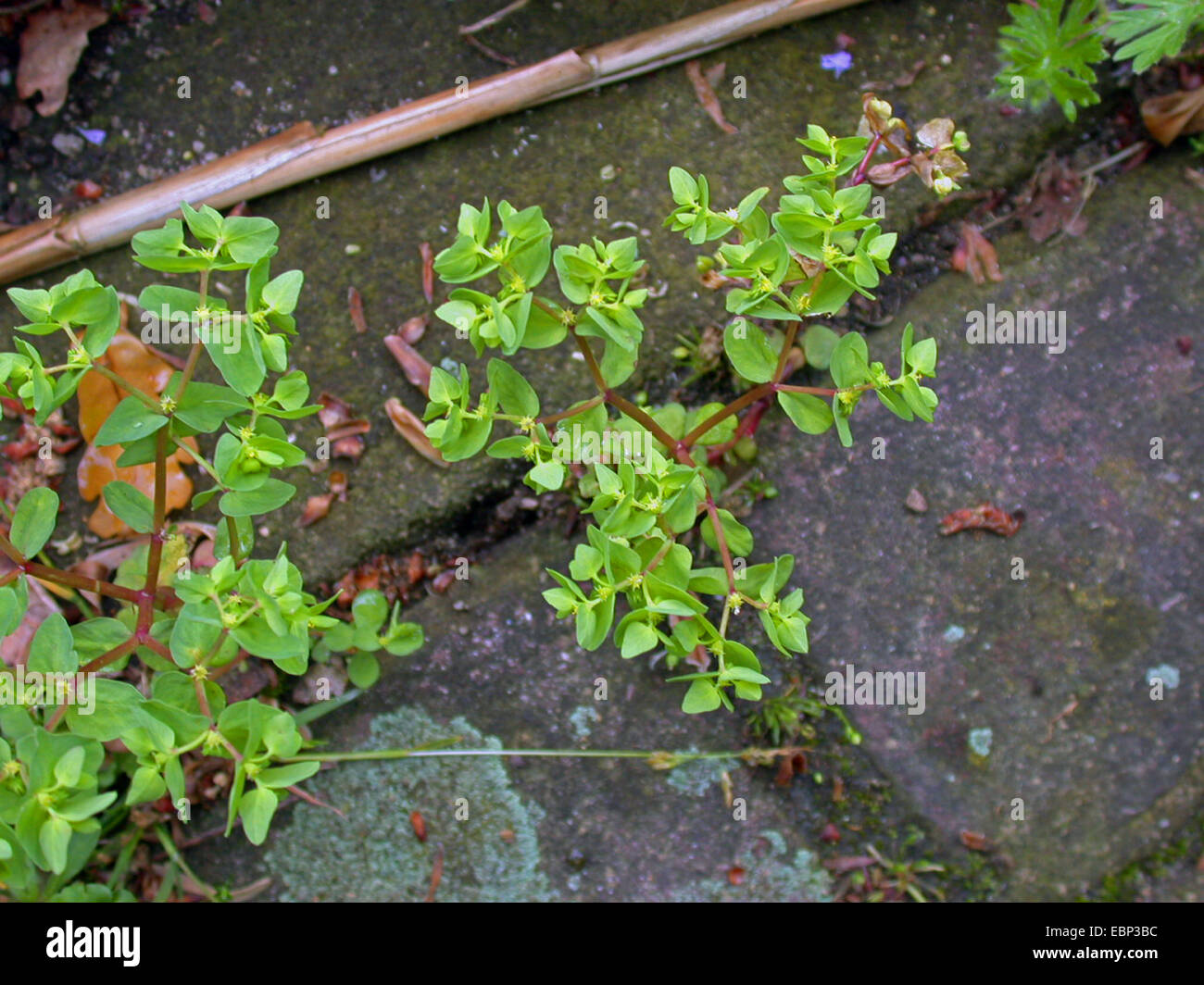 Petty (Euforbia Euphorbia peplus), che cresce su un marciapiede, Germania Foto Stock