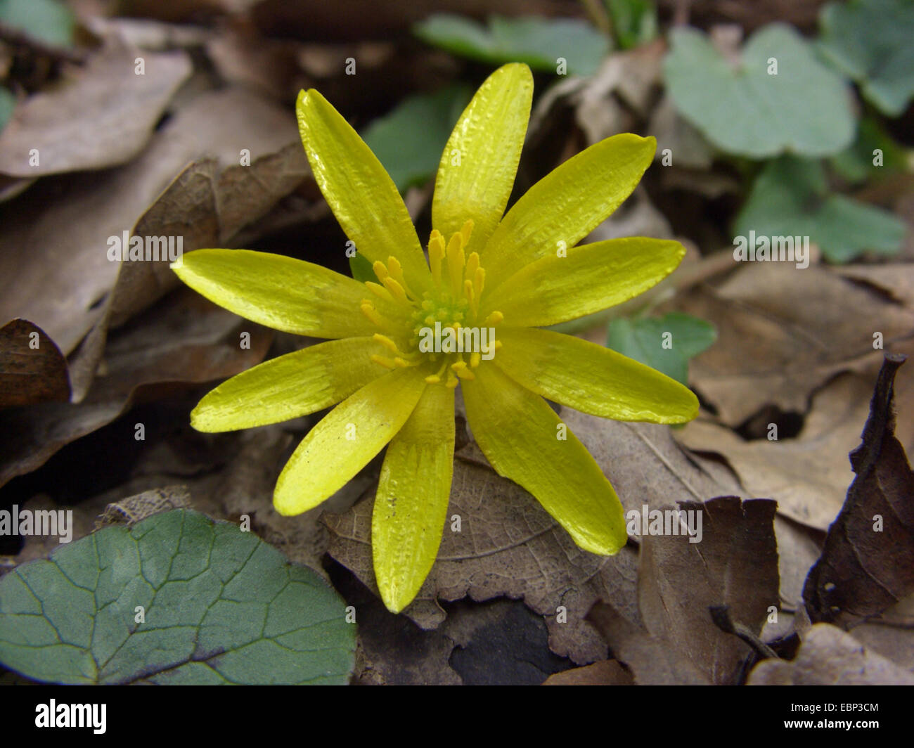 Lesser celandine, fig-burro di radice-cup (Ranunculus ficaria, Ficaria verna), fiore, Germania Foto Stock