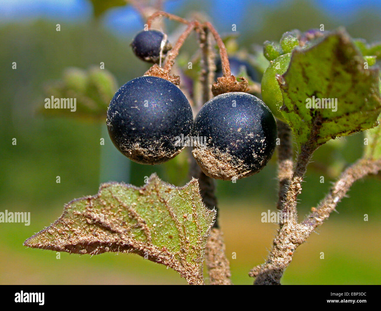 Hairy erba morella (Solanum decipiens, Solanum nigrum subsp. schultesii), fioritura, Germania Foto Stock