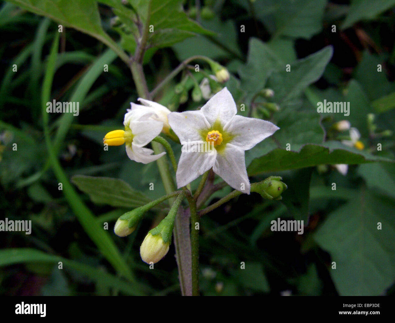 Comune di nightshade, erba morella (Solanum nigrum ssp. nigrum, Solanum nigrum), fioritura, Germania Foto Stock