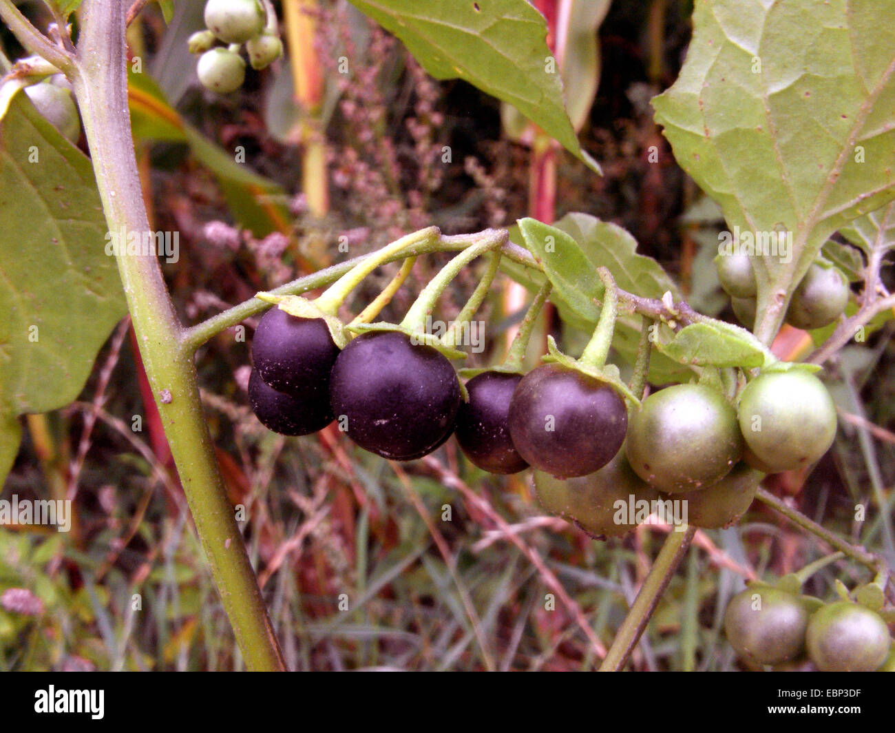 Comune di nightshade, erba morella (Solanum nigrum ssp. nigrum, Solanum nigrum), frutta, Germania Foto Stock