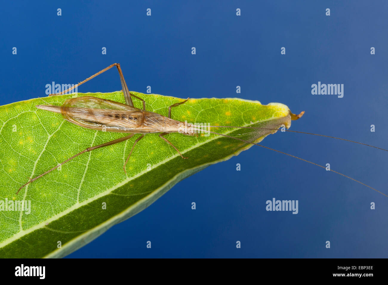 Sibilo fragile cricket, albero europeo cricket, Italiano cricket (Oecanthus pellucens), maschio Foto Stock