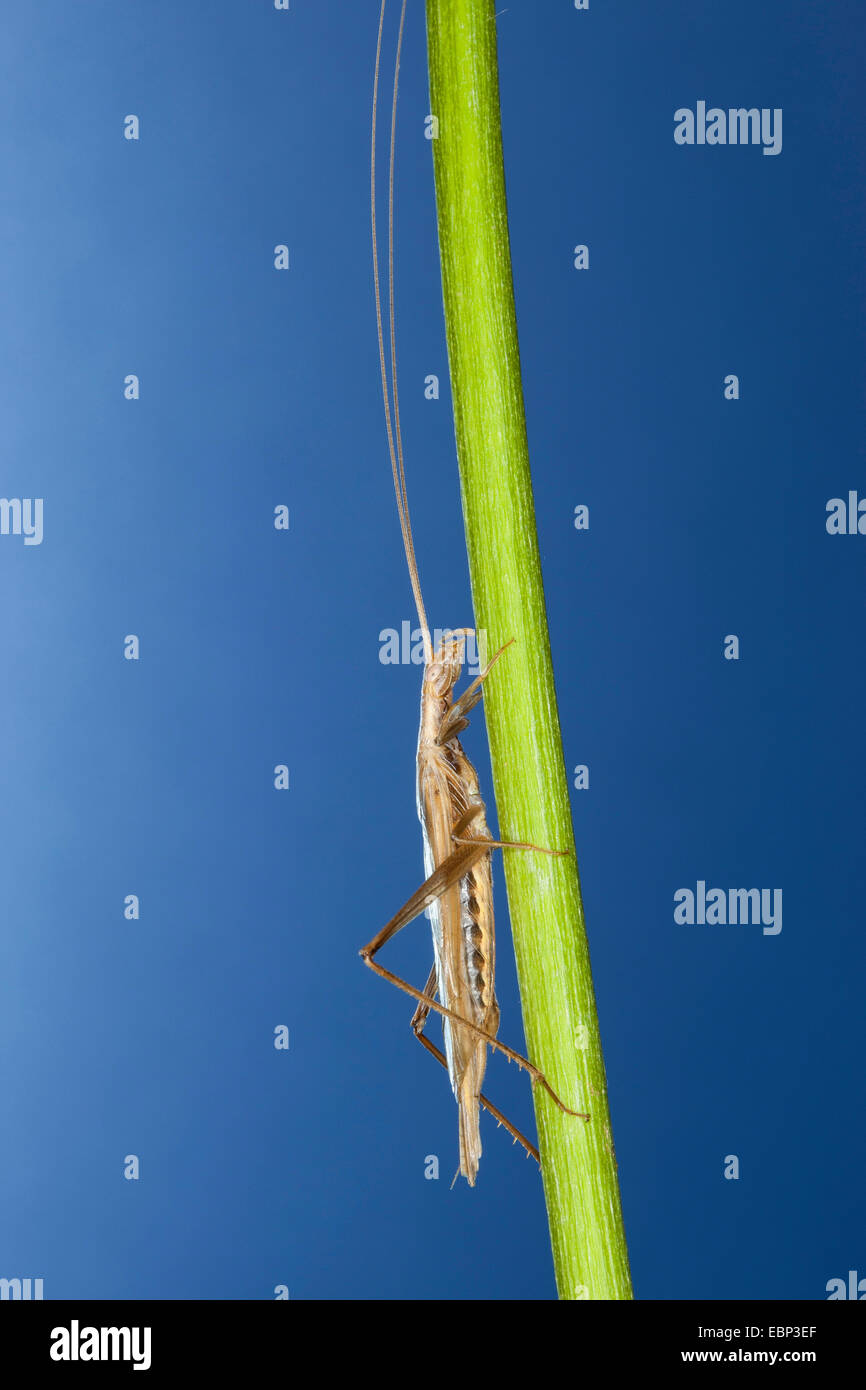 Sibilo fragile cricket, albero europeo cricket, Italiano cricket (Oecanthus pellucens), maschio Foto Stock