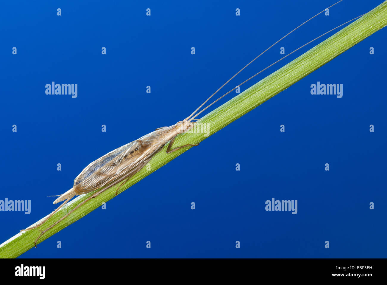 Sibilo fragile cricket, albero europeo cricket, Italiano cricket (Oecanthus pellucens), maschio Foto Stock