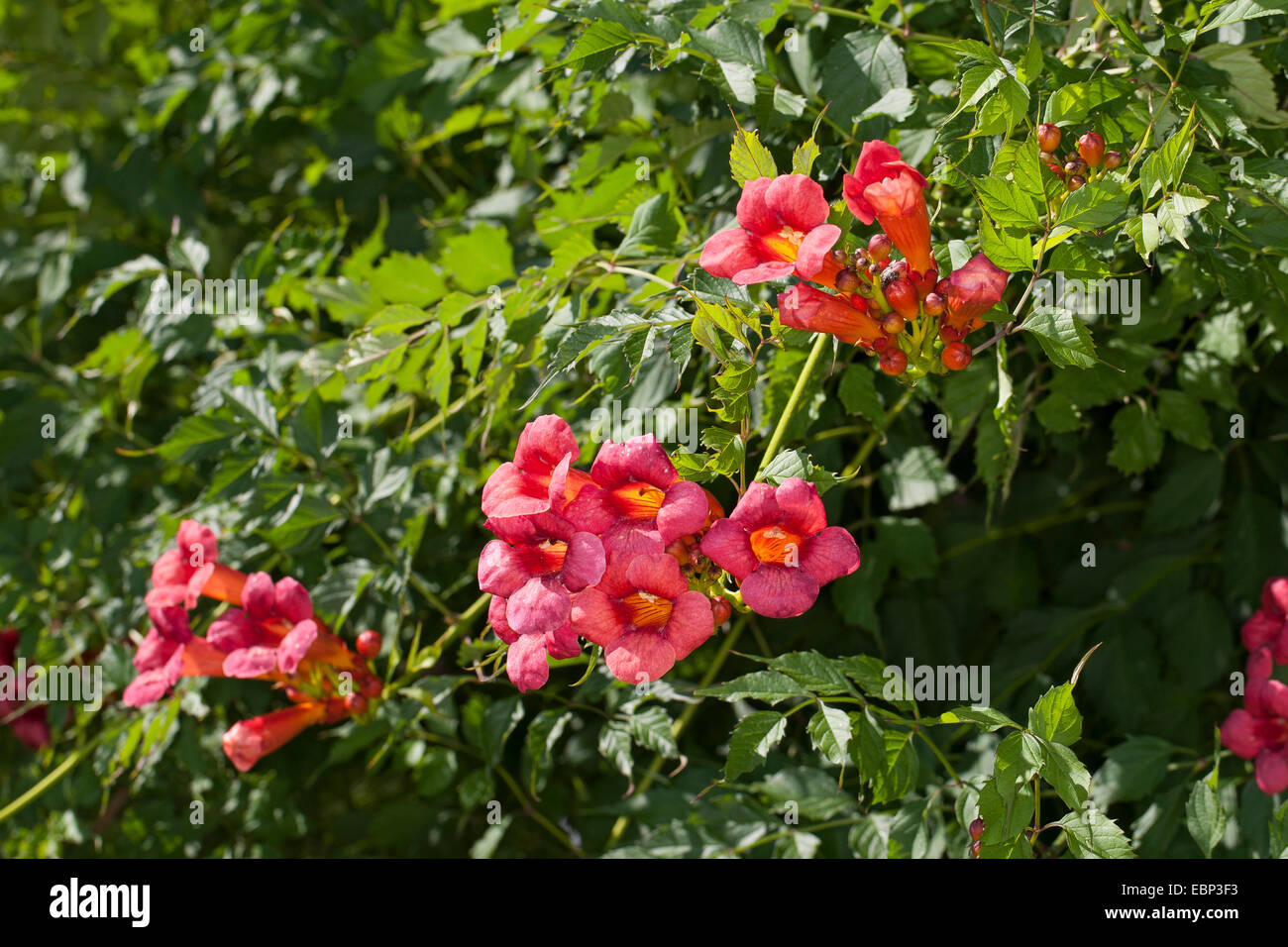 Superriduttore a campana, tromba di vite (Campsis radicans, Bignonia radicans, Tecoma radicans), fioritura Foto Stock